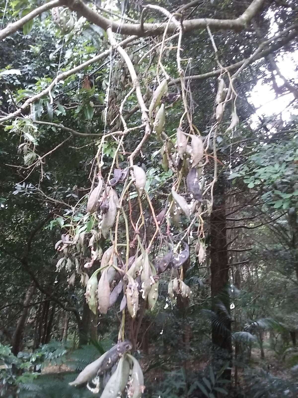 Image of flame bottletree