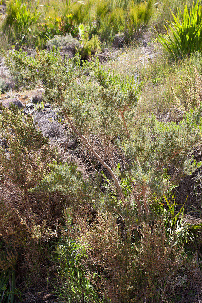 Image of Psoralea aculeata L.