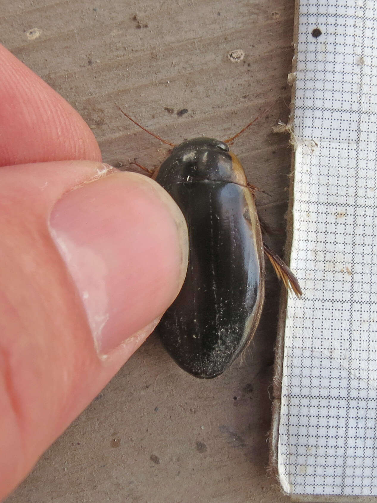 Image of Understriped Diving Beetle