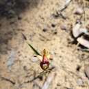 Imagem de Caladenia rhomboidiformis (E. Coleman) M. A. Clem. & Hopper