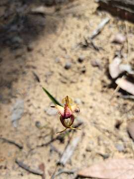 Image of Diamond spider orchid