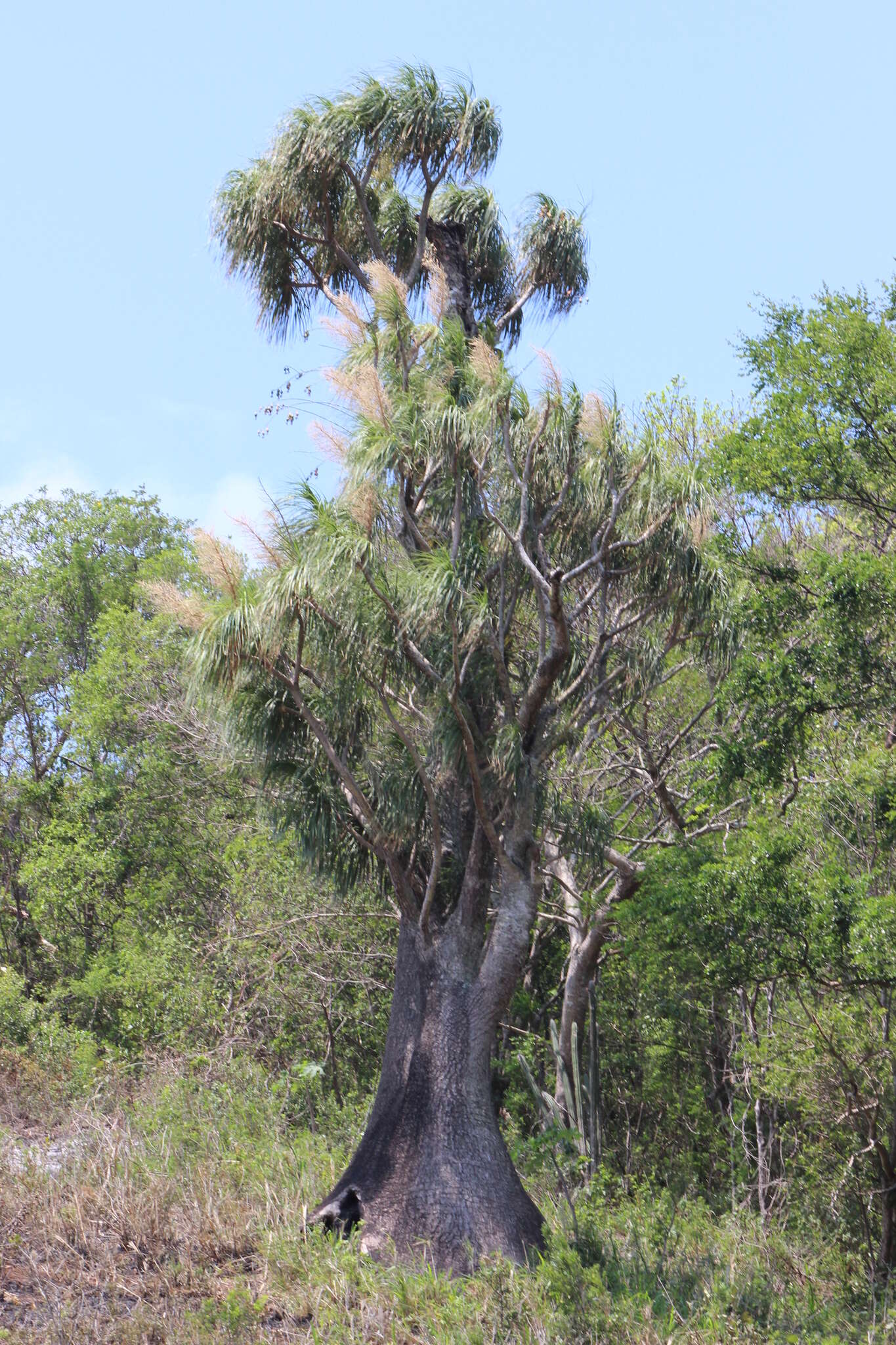 Imagem de Beaucarnea sanctomariana L. Hern.