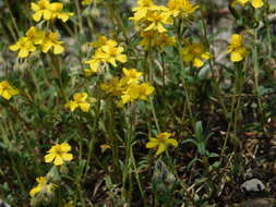 Imagem de Helianthemum canum (L.) Baumg.