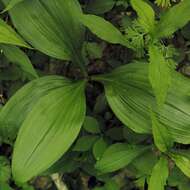 Image of Appalachian bunchflower