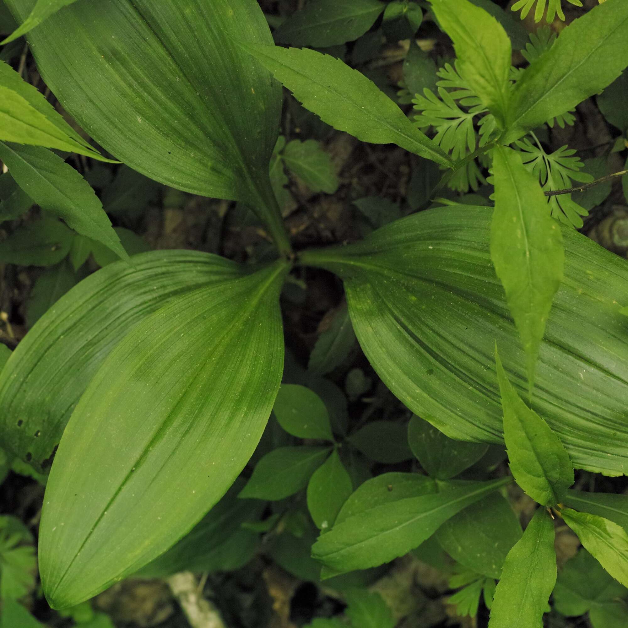 Image of Appalachian bunchflower