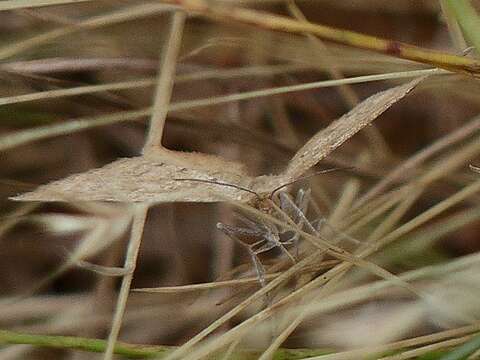 Image of Scopula rubraria Doubleday 1843