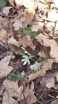 Image of Ornithogalum fimbriatum Willd.