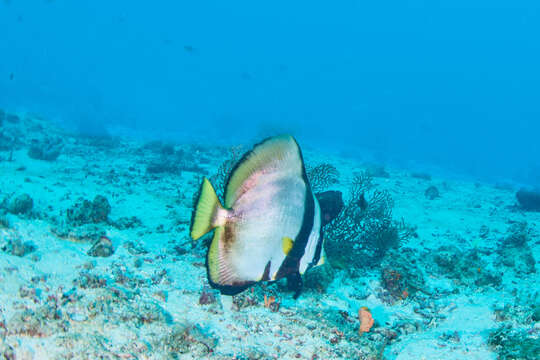 Image of Humpback batfish