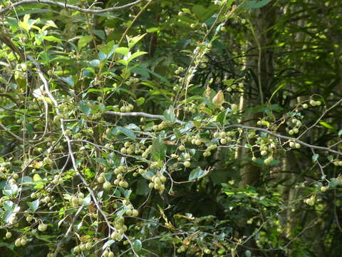 Image of Styrax faberi Perkins