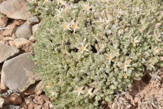 Imagem de Phlox hoodii subsp. muscoides (Nutt.) Wherry