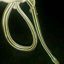 Image of Thamnophis proximus orarius Rossman 1963