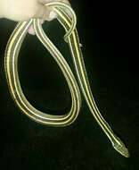 Image of Thamnophis proximus orarius Rossman 1963