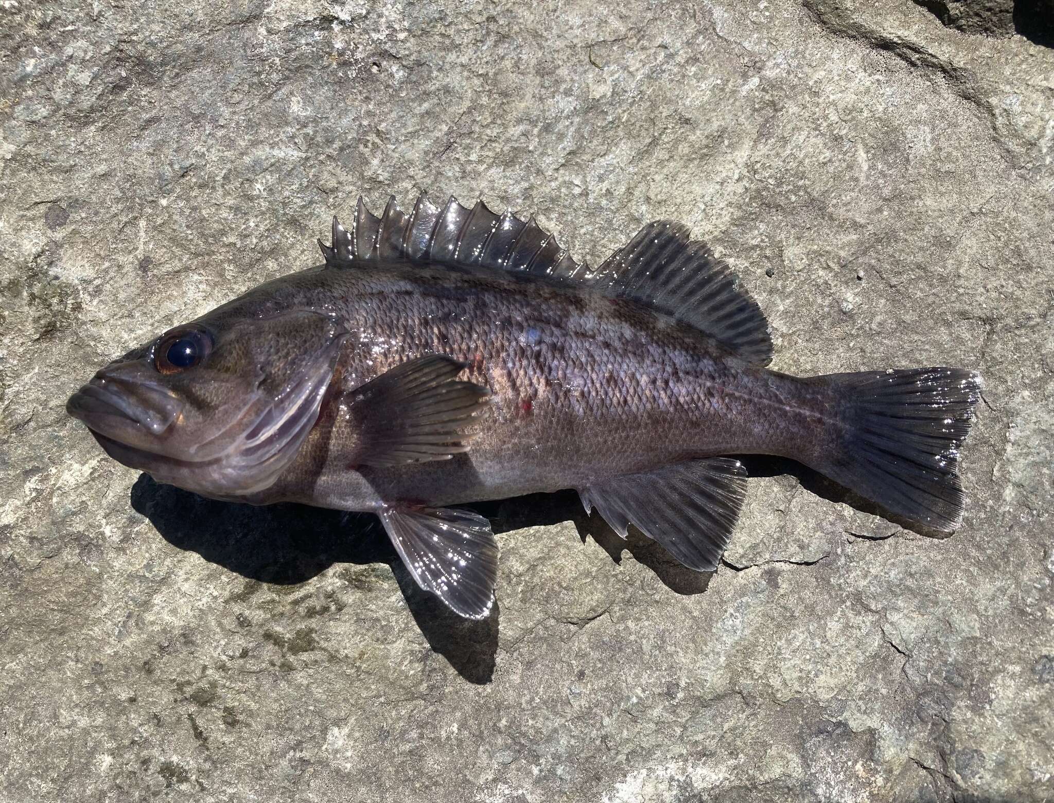 Image of Black rockfish