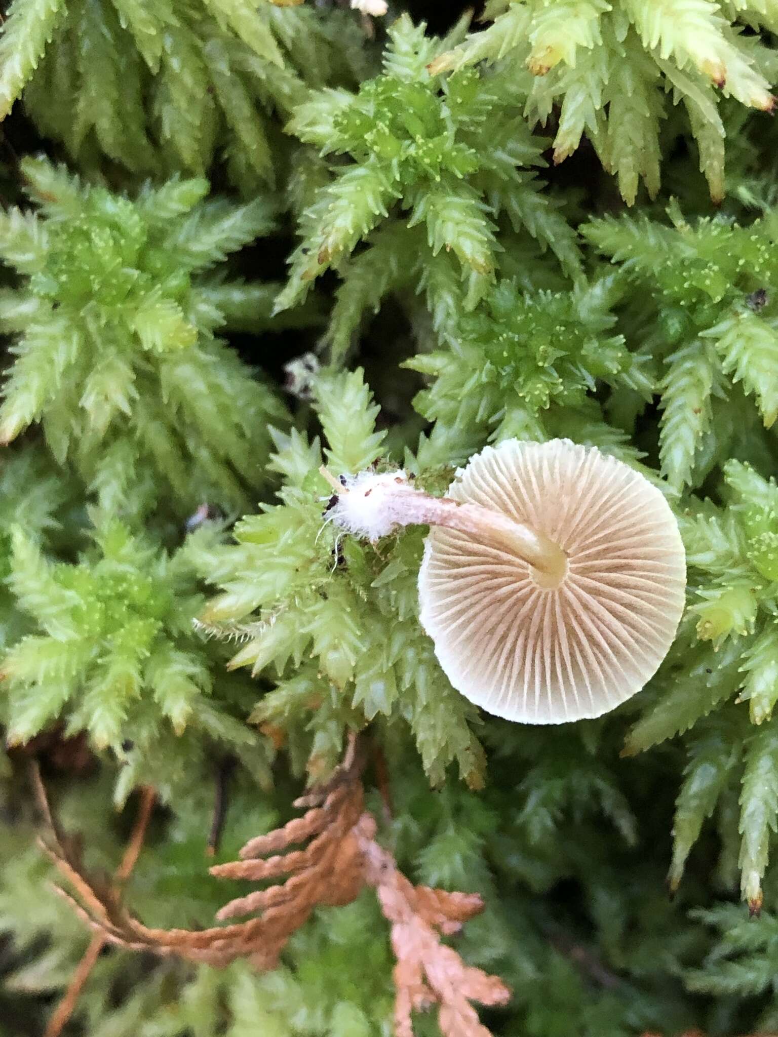 Image of Pholiota scamba (Fr.) M. M. Moser 1986