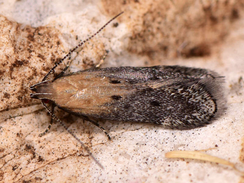 Image of Stomopteryx remissella Zeller 1847