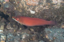 Image of Disappearing wrasse