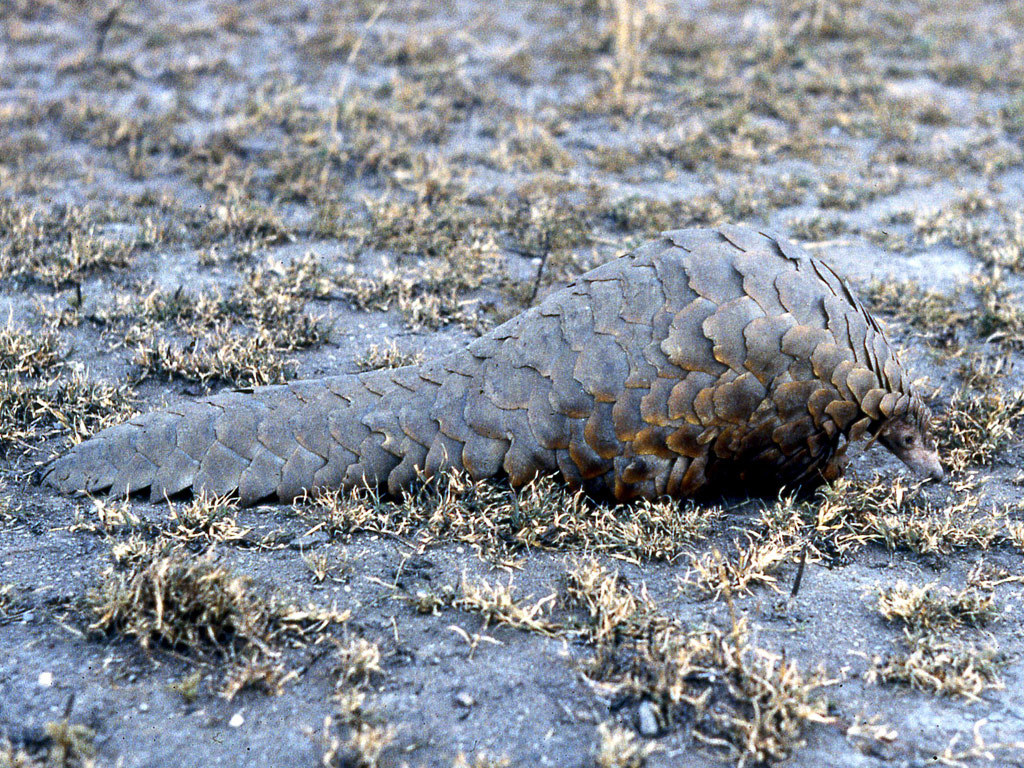 Cape Pangolin - Encyclopedia of Life