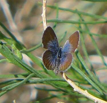 Image of Western pygmy blue