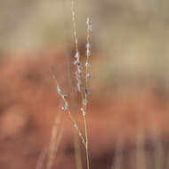 Image of Digitaria brownii (Roem. & Schult.) Hughes