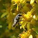 Image of Megachile zapoteca Cresson 1878