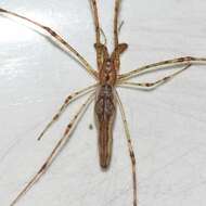 Image of Tetragnatha elongata Walckenaer 1841