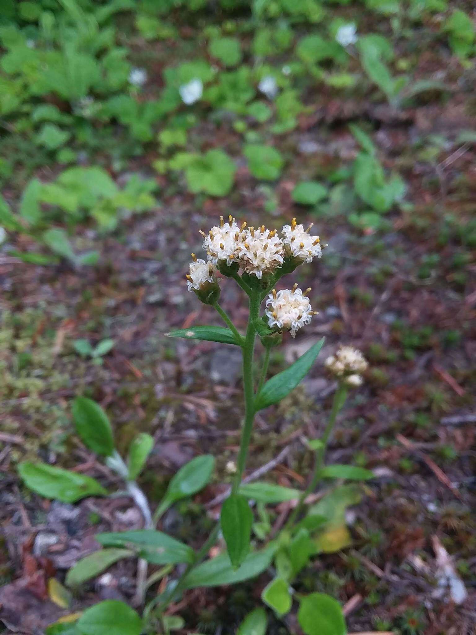 Imagem de Antennaria racemosa Hook.