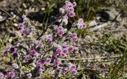 Image of Erica bruniades L.