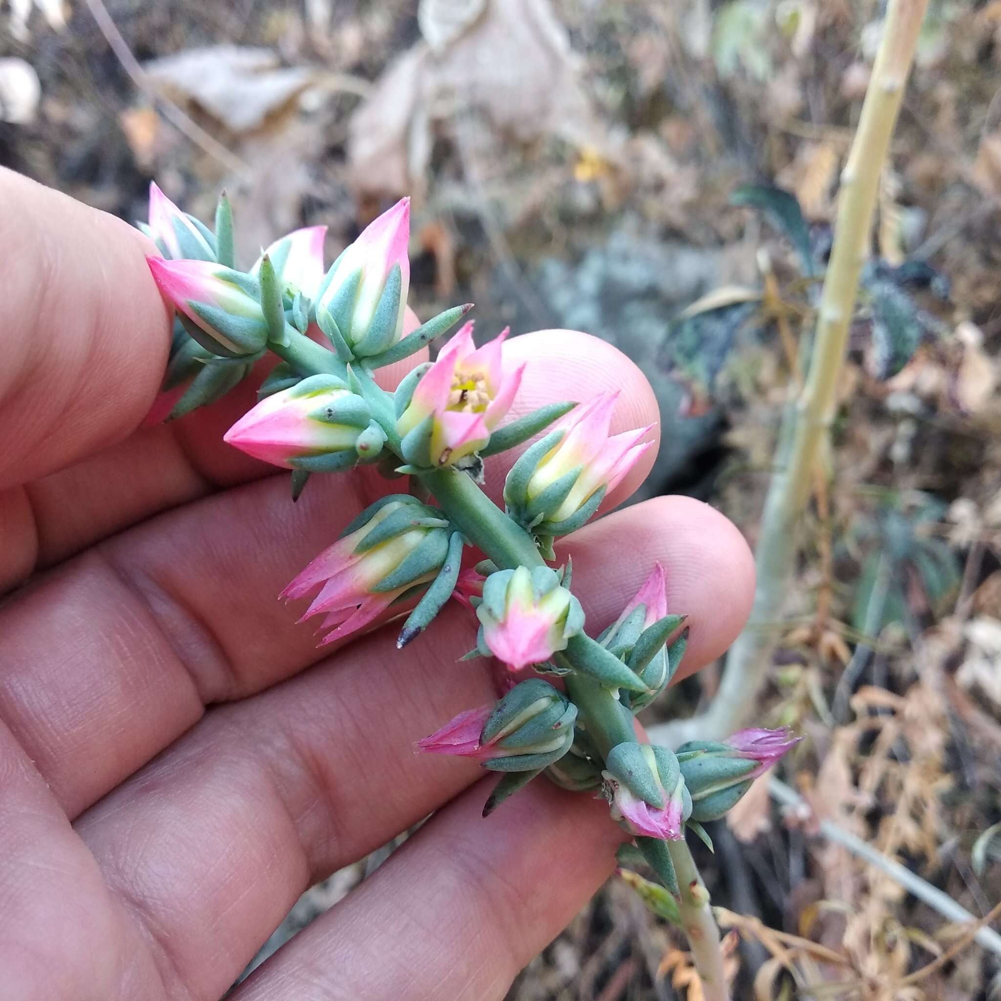 Image of Echeveria chapalensis R. Moran & C. H. Uhl