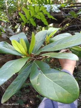 Image of Ficus retusa L.