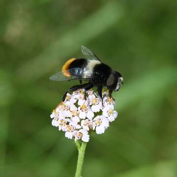 Imagem de Eristalis oestracea (Linnaeus 1758)