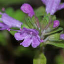 Image of Thymus japonicus (H. Hara) Kitag.