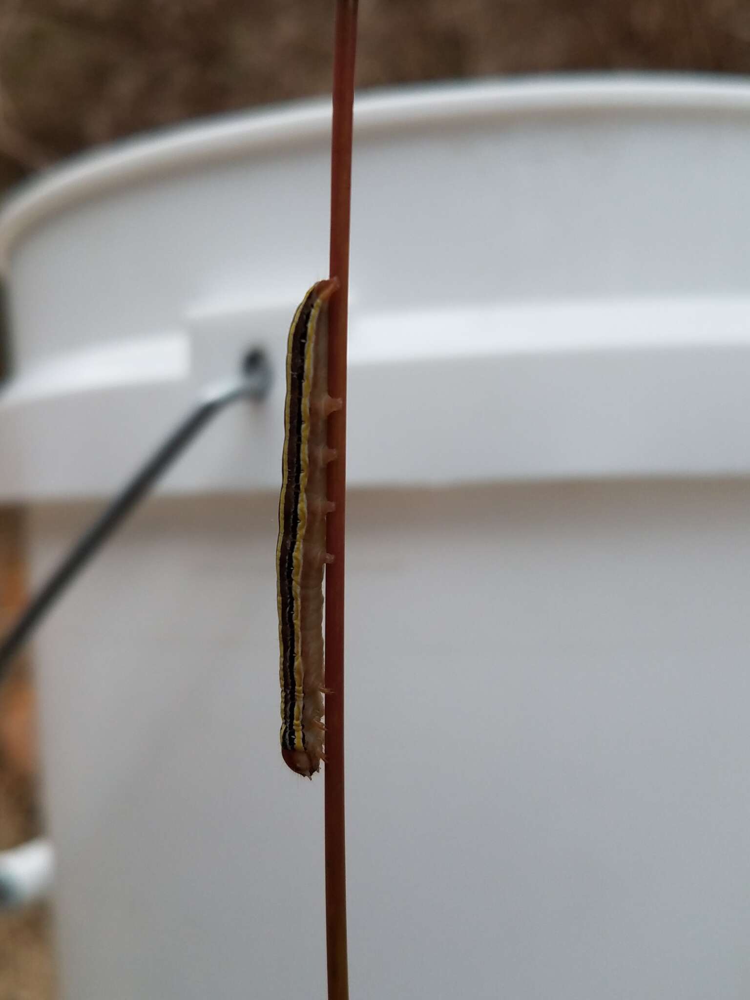 Image of Striped Garden Caterpillar