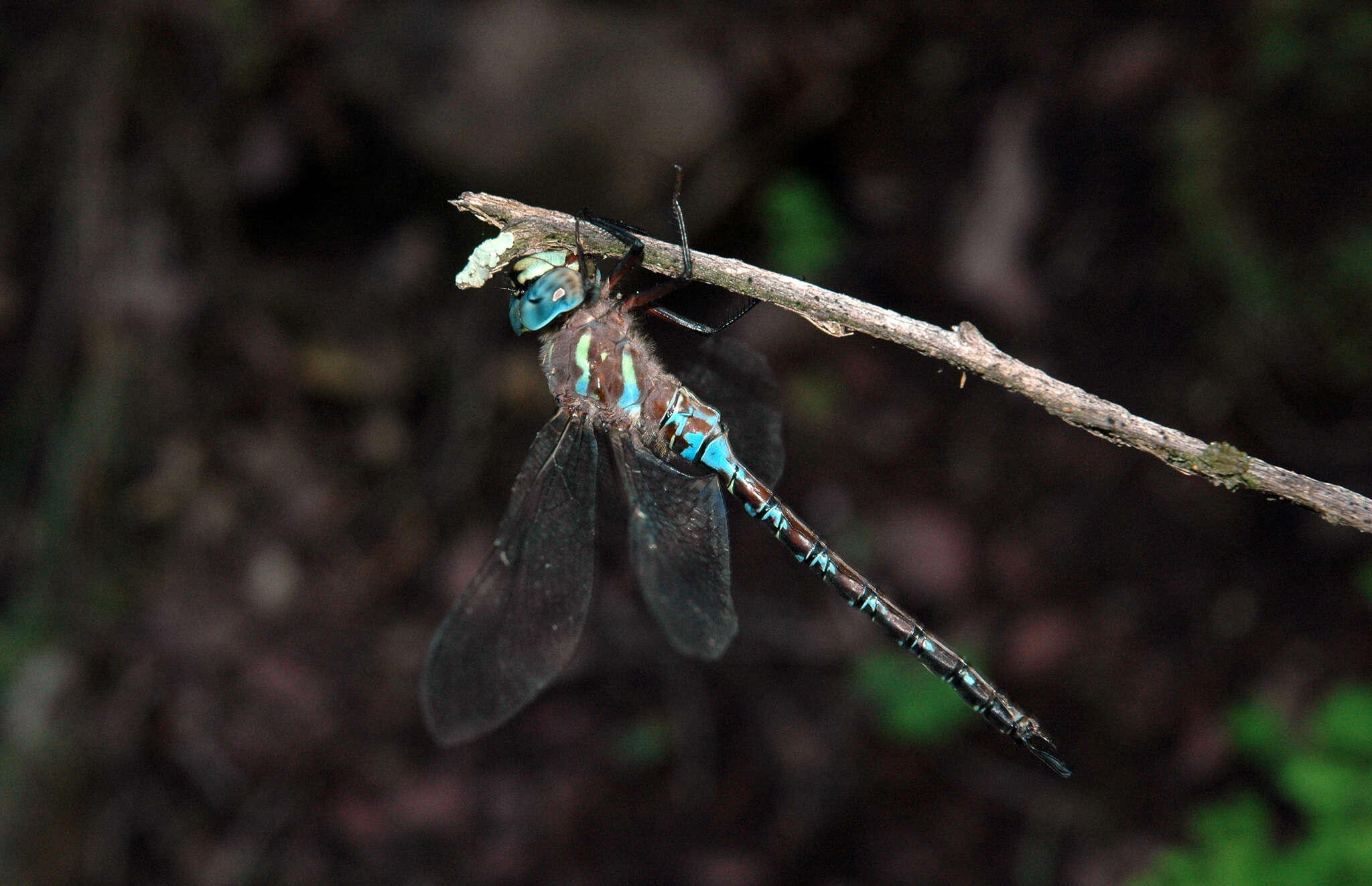 Image of Riffle Darner