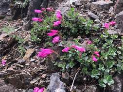 Image of cliff beardtongue