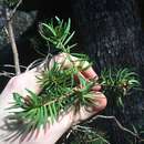 Sivun Darwinia procera B. G. Briggs kuva