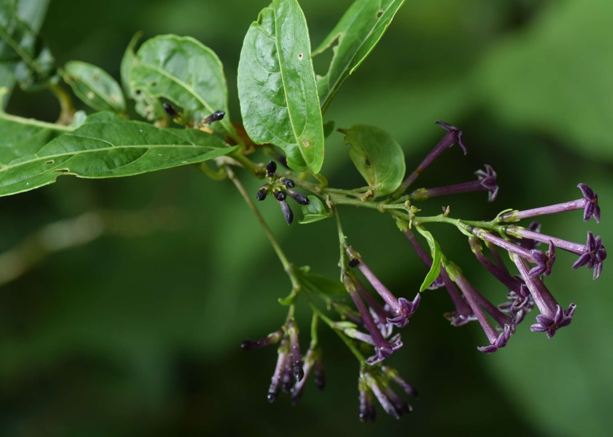 Sivun Cestrum irazuense Kuntze kuva