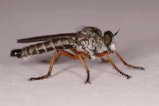 Image of Devon Red-legged Robber Fly