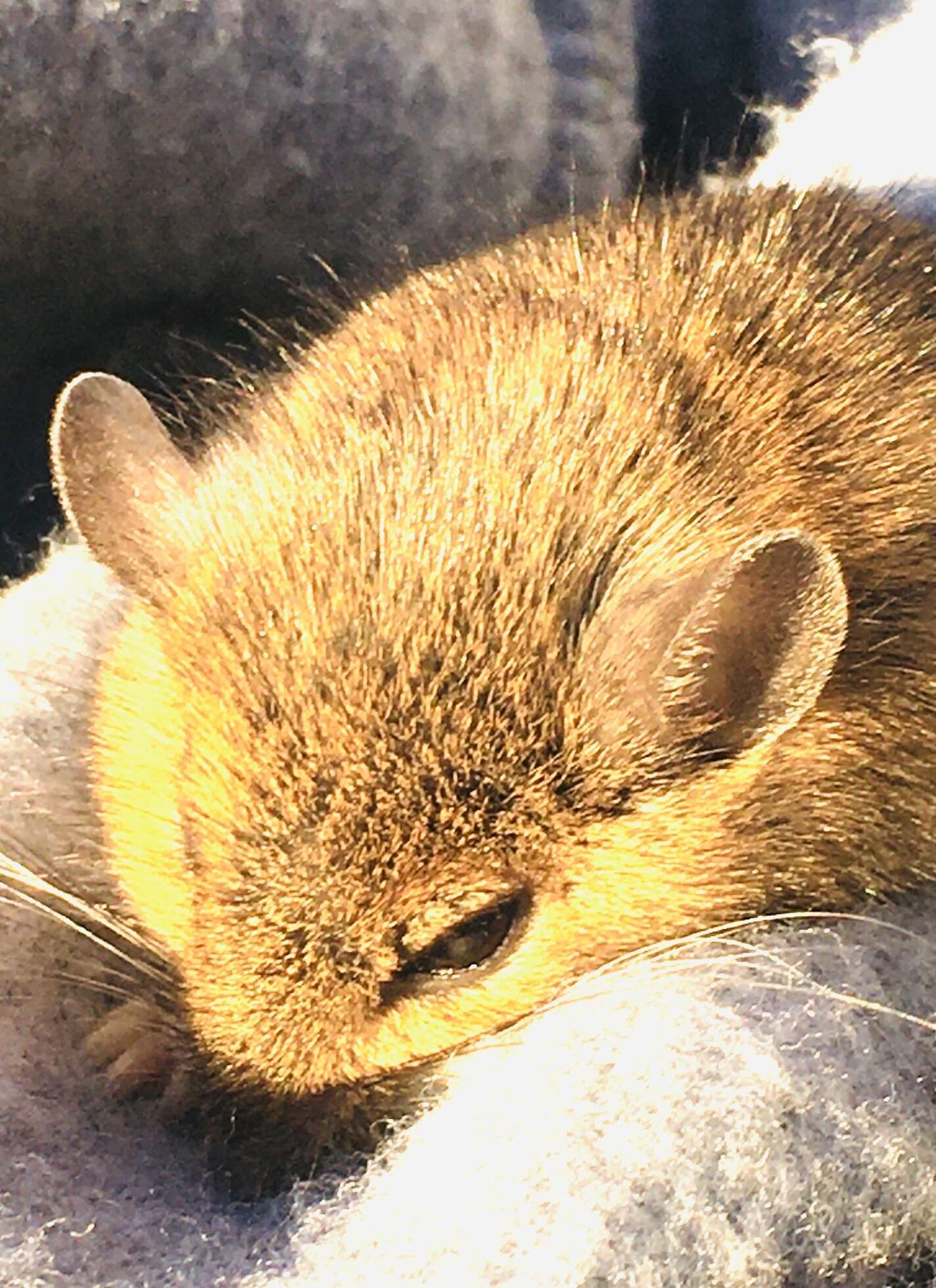 Image of Eastern Harvest Mouse