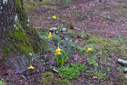 Narcissus odorus L. resmi