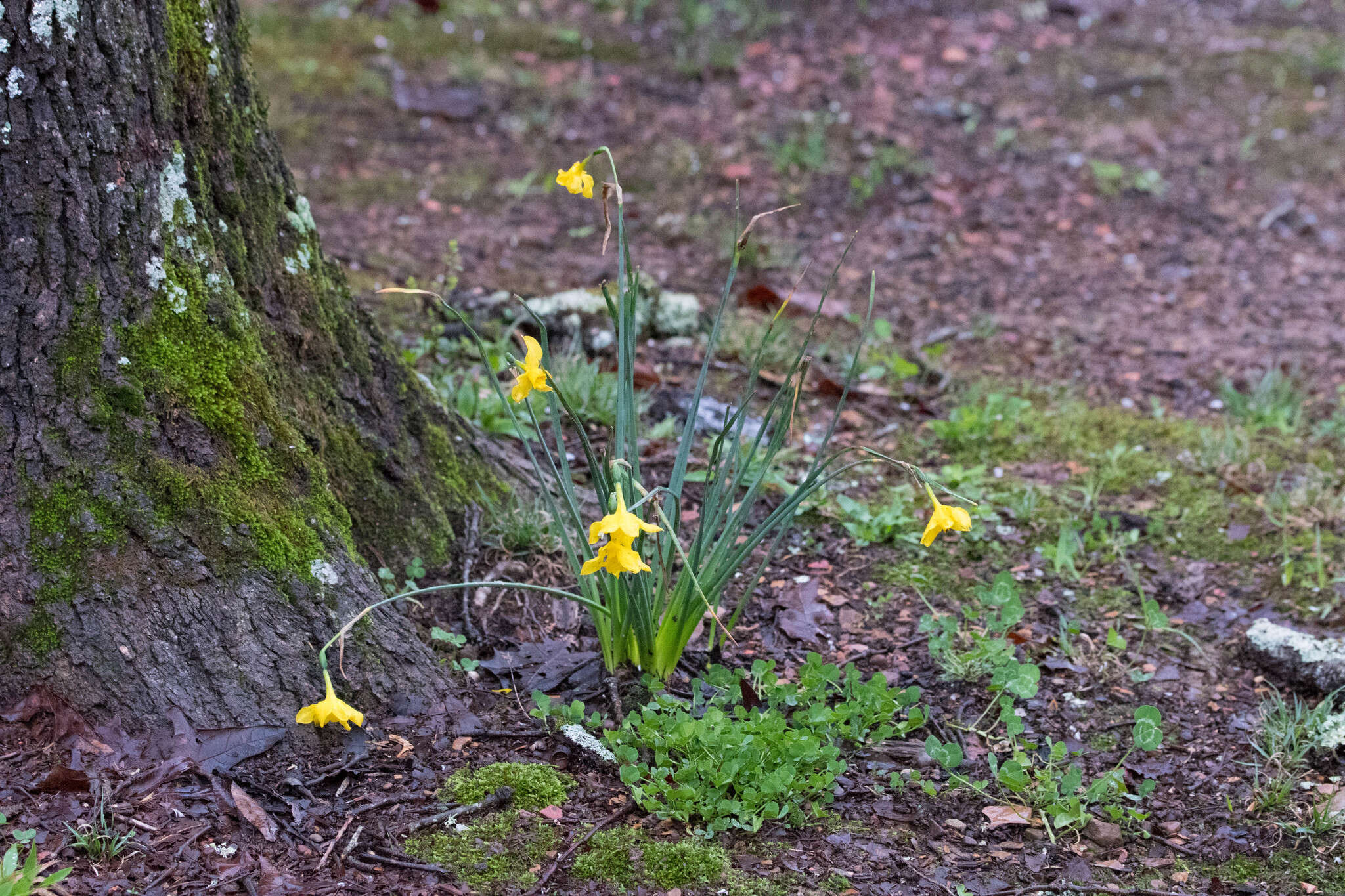 Narcissus odorus L. resmi