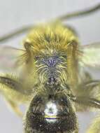 Image of Andrena imitatrix Cresson 1872