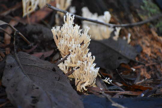 Ramaria filicicola (S. G. M. Fawc.) Corner 1950 resmi