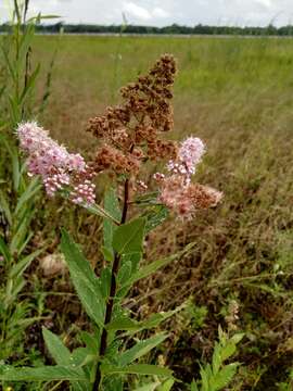 Слика од Spiraea salicifolia L.