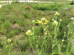 صورة Ratibida pinnata (Vent.) Barnh.