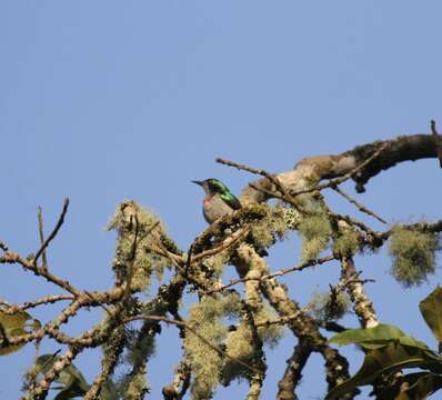 Image of Banded Sunbird