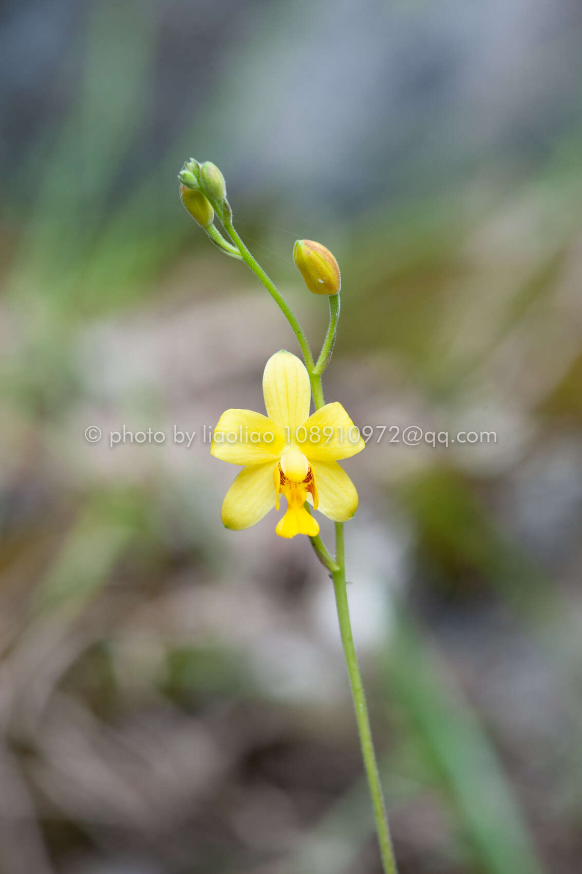 Imagem de Spathoglottis pubescens Lindl.