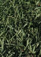 Image of dallisgrass