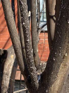 Image of Crapemyrtle bark scale