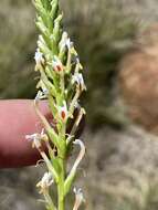 Image of Hebenstretia robusta E. Mey.