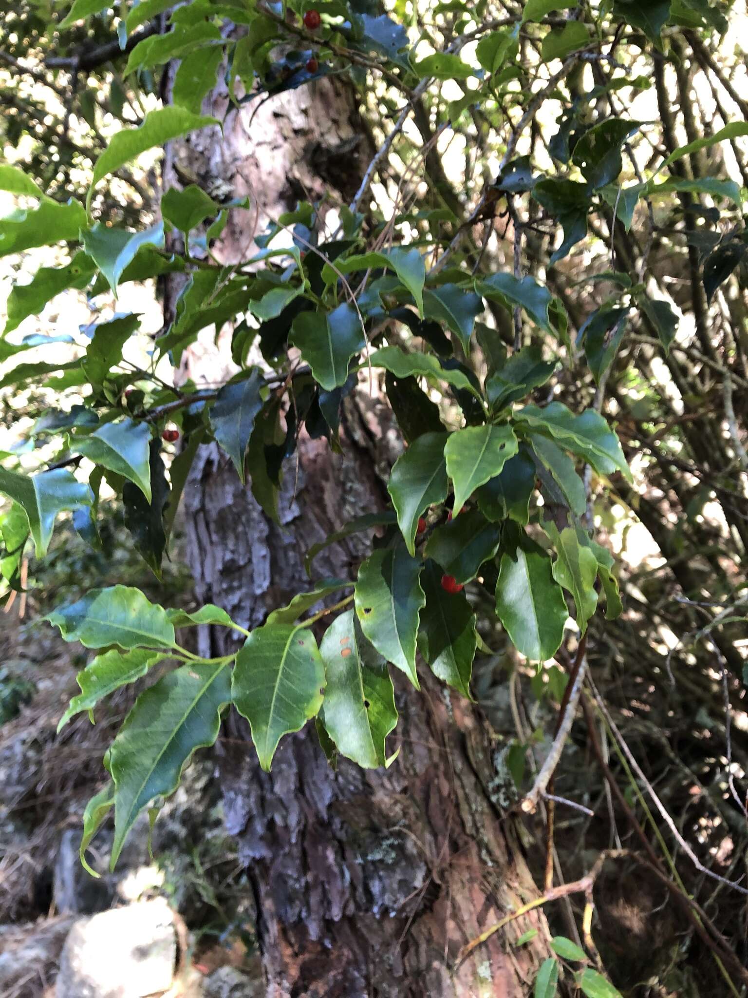 Image of Ilex pedunculosa Miq.